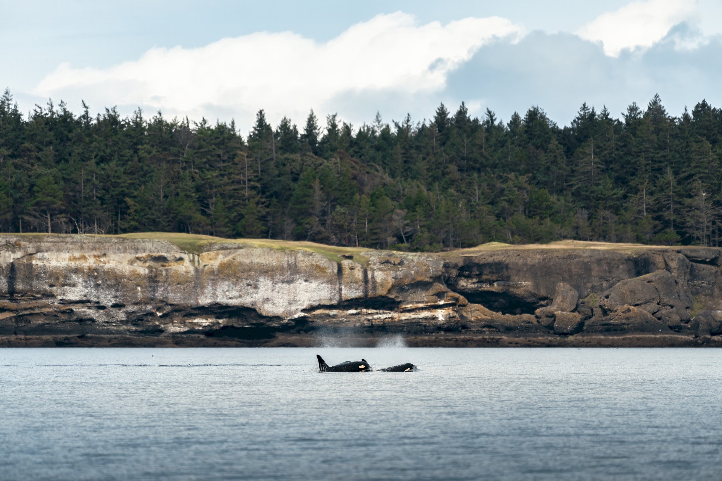 A pod of orcas off of the Comox Valley